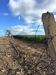 Fencepost and crops